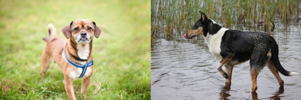 Smooth Collie vs Chug - Breed Comparison