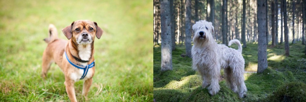 Soft-Coated Wheaten Terrier vs Chug - Breed Comparison
