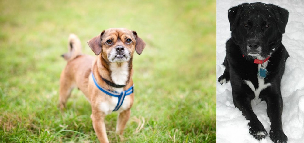St. John's Water Dog vs Chug - Breed Comparison