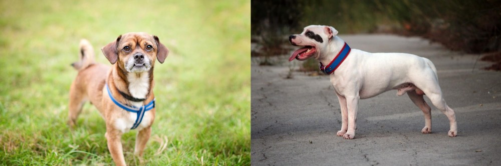 Staffordshire Bull Terrier vs Chug - Breed Comparison