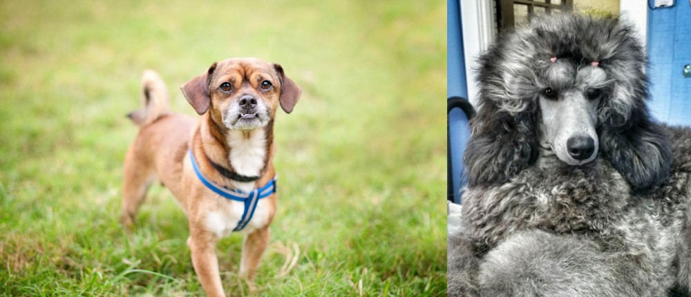 Standard Poodle vs Chug - Breed Comparison