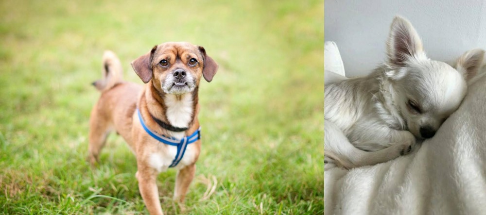 Tea Cup Chihuahua vs Chug - Breed Comparison