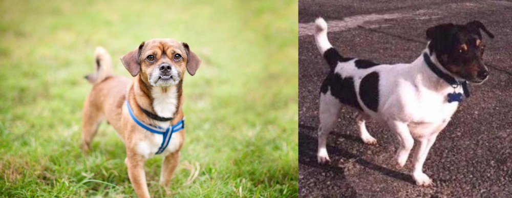 Teddy Roosevelt Terrier vs Chug - Breed Comparison