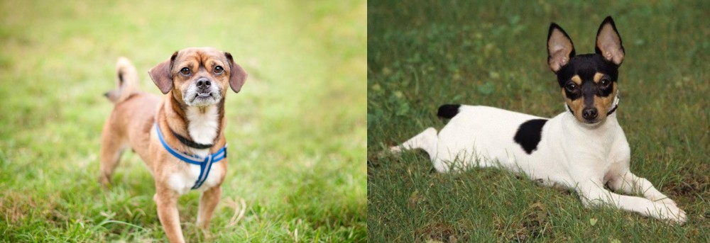Toy Fox Terrier vs Chug - Breed Comparison