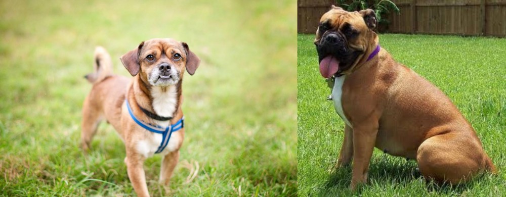 Valley Bulldog vs Chug - Breed Comparison
