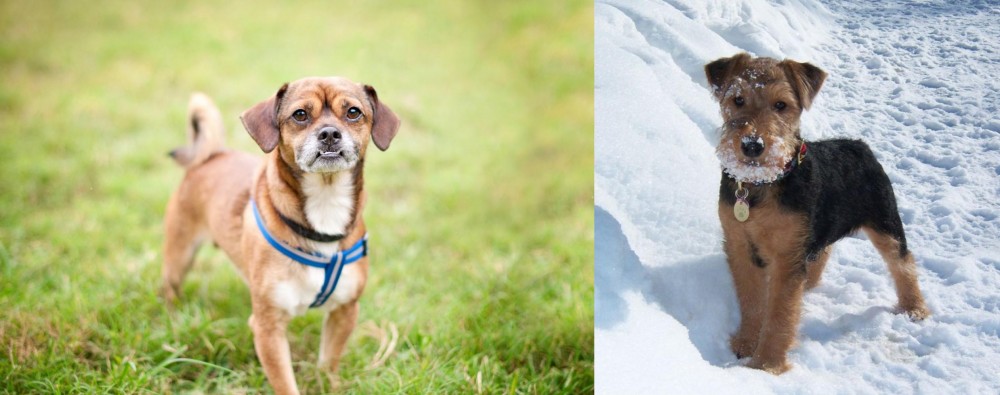 Welsh Terrier vs Chug - Breed Comparison