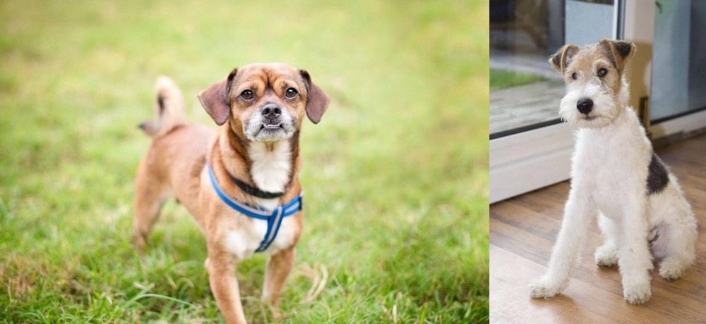 Wire Fox Terrier vs Chug - Breed Comparison