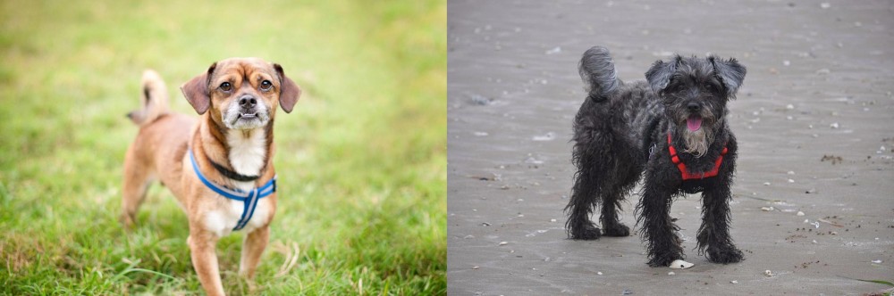 YorkiePoo vs Chug - Breed Comparison