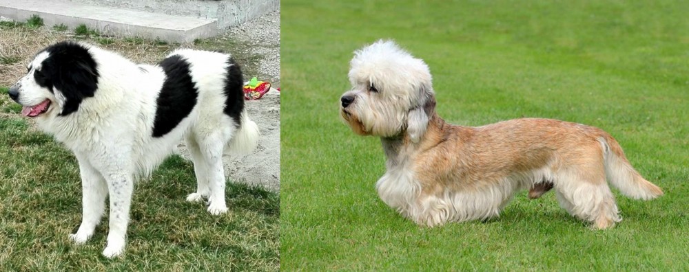 Dandie Dinmont Terrier vs Ciobanesc de Bucovina - Breed Comparison