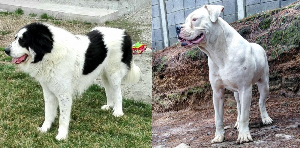 Dogo Guatemalteco vs Ciobanesc de Bucovina - Breed Comparison