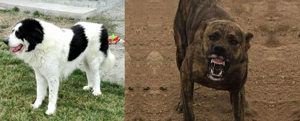 Dogo Sardesco vs Ciobanesc de Bucovina - Breed Comparison