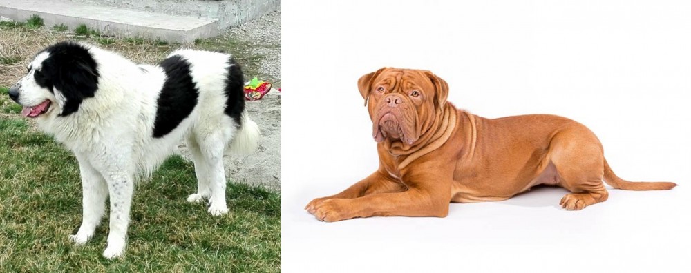 Dogue De Bordeaux vs Ciobanesc de Bucovina - Breed Comparison