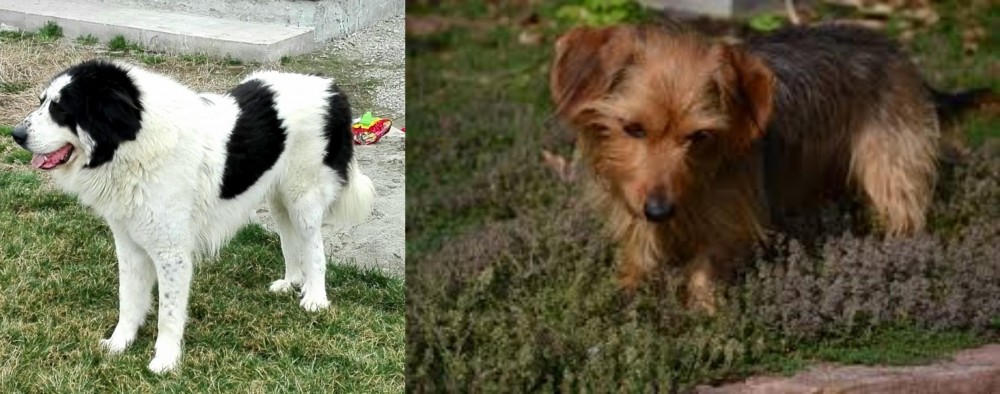 Dorkie vs Ciobanesc de Bucovina - Breed Comparison