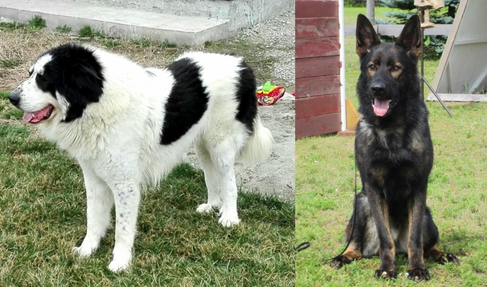 East German Shepherd vs Ciobanesc de Bucovina - Breed Comparison