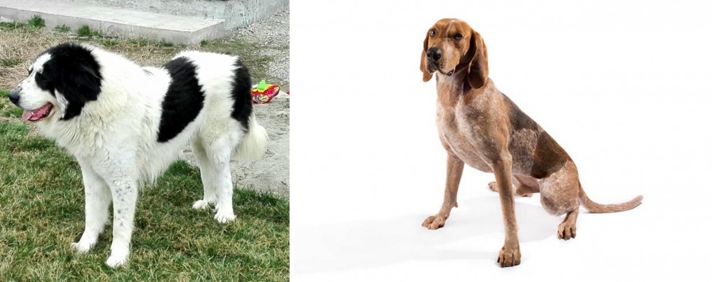 English Coonhound vs Ciobanesc de Bucovina - Breed Comparison