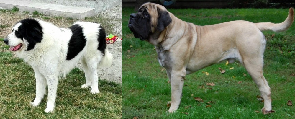 English Mastiff vs Ciobanesc de Bucovina - Breed Comparison