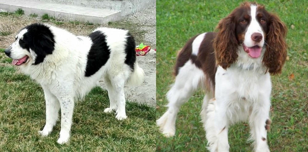 English Springer Spaniel vs Ciobanesc de Bucovina - Breed Comparison