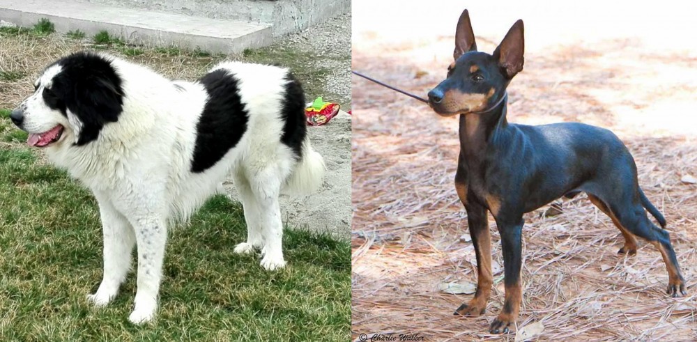 English Toy Terrier (Black & Tan) vs Ciobanesc de Bucovina - Breed Comparison