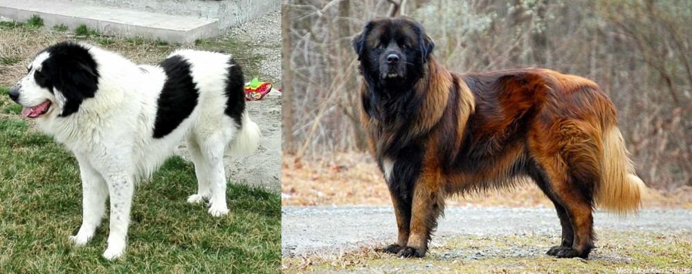 Estrela Mountain Dog vs Ciobanesc de Bucovina - Breed Comparison