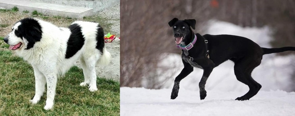 Eurohound vs Ciobanesc de Bucovina - Breed Comparison