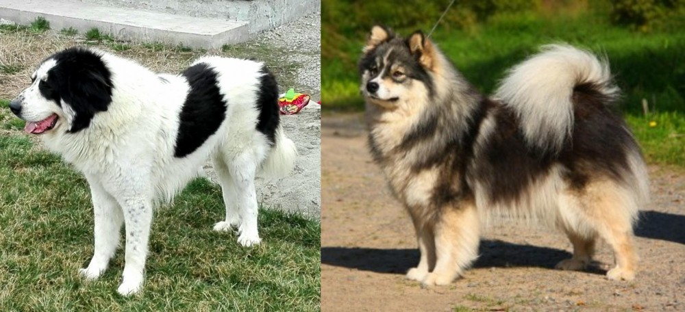 Finnish Lapphund vs Ciobanesc de Bucovina - Breed Comparison
