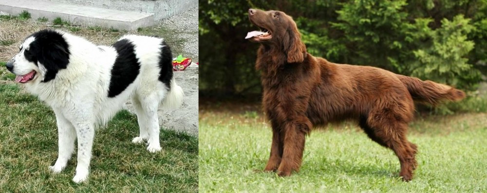 Flat-Coated Retriever vs Ciobanesc de Bucovina - Breed Comparison