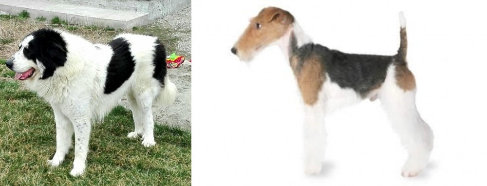 Fox Terrier vs Ciobanesc de Bucovina - Breed Comparison
