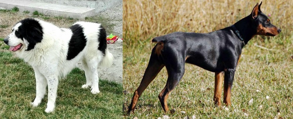 German Pinscher vs Ciobanesc de Bucovina - Breed Comparison