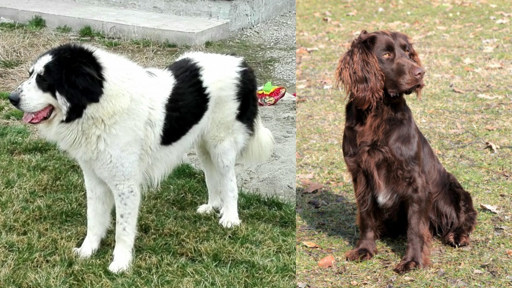 German Spaniel vs Ciobanesc de Bucovina - Breed Comparison