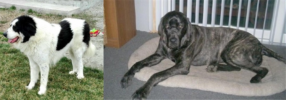 Giant Maso Mastiff vs Ciobanesc de Bucovina - Breed Comparison