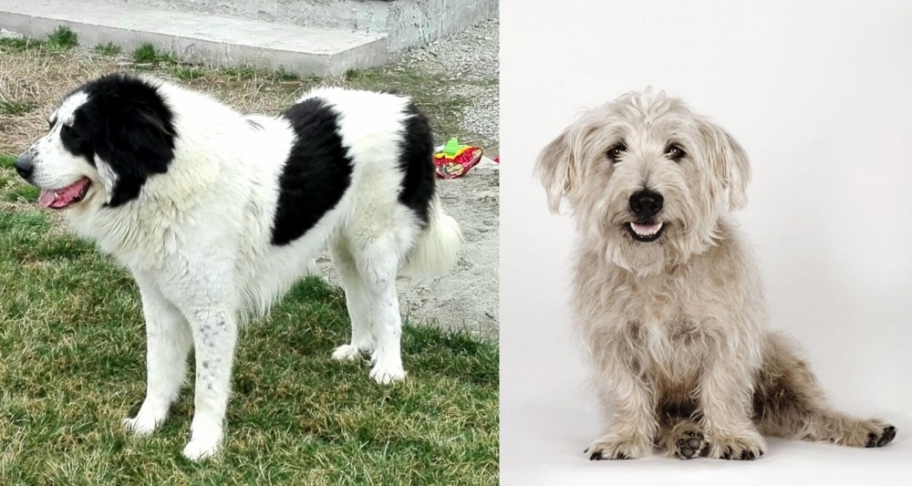 Glen of Imaal Terrier vs Ciobanesc de Bucovina - Breed Comparison
