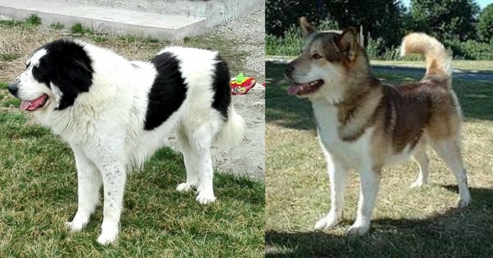 Greenland Dog vs Ciobanesc de Bucovina - Breed Comparison