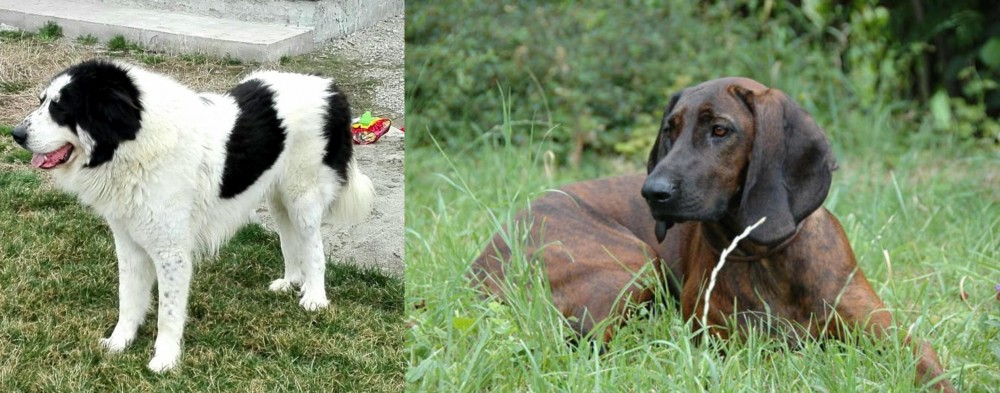 Hanover Hound vs Ciobanesc de Bucovina - Breed Comparison
