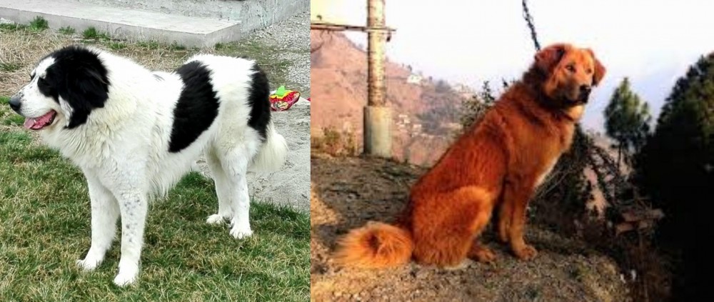 Himalayan Sheepdog vs Ciobanesc de Bucovina - Breed Comparison