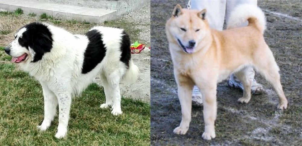 Hokkaido vs Ciobanesc de Bucovina - Breed Comparison