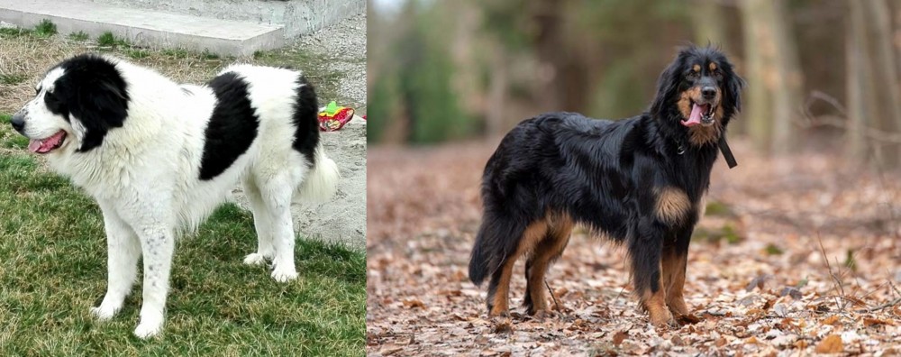 Hovawart vs Ciobanesc de Bucovina - Breed Comparison