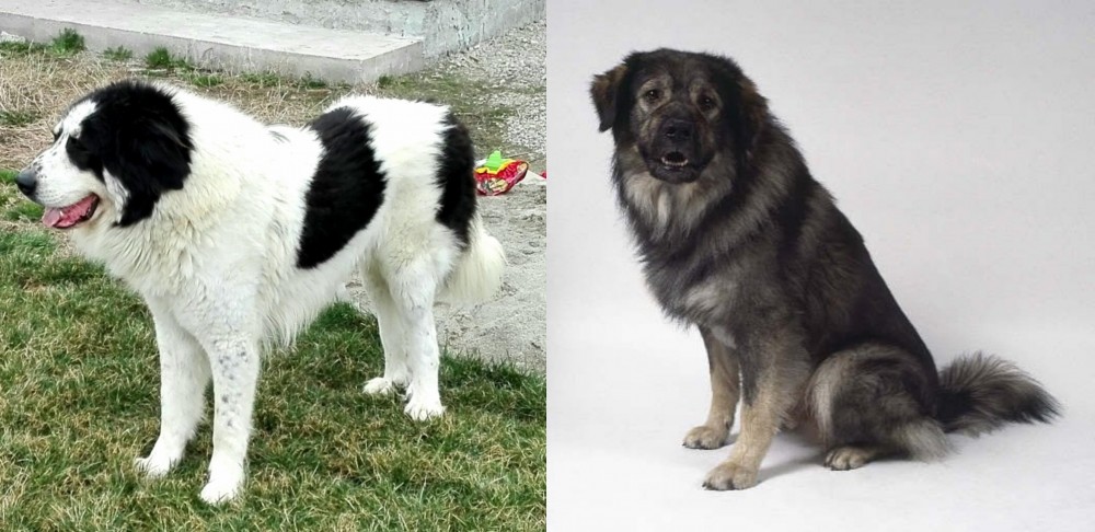 Istrian Sheepdog vs Ciobanesc de Bucovina - Breed Comparison