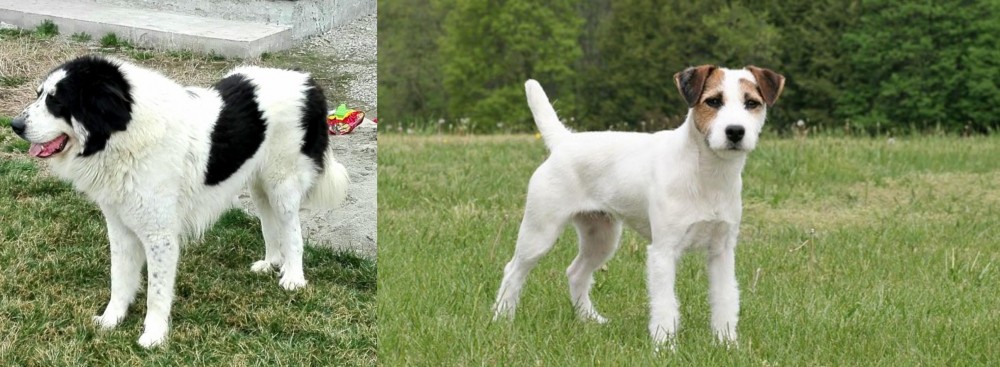 Jack Russell Terrier vs Ciobanesc de Bucovina - Breed Comparison