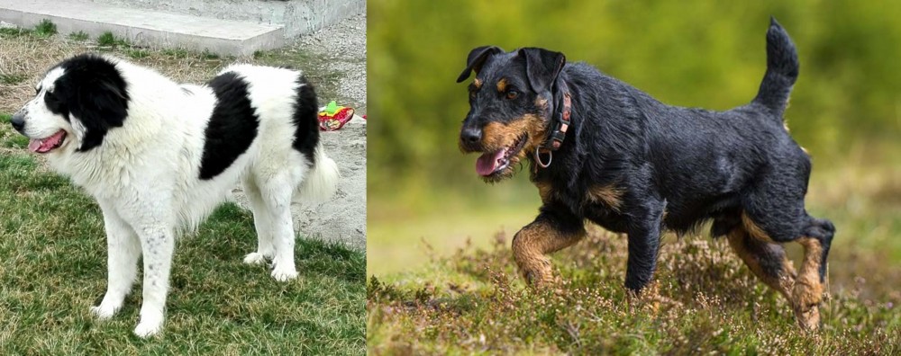Jagdterrier vs Ciobanesc de Bucovina - Breed Comparison