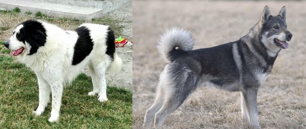 Jamthund vs Ciobanesc de Bucovina - Breed Comparison