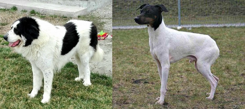 Japanese Terrier vs Ciobanesc de Bucovina - Breed Comparison