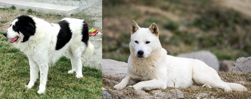 Jindo vs Ciobanesc de Bucovina - Breed Comparison