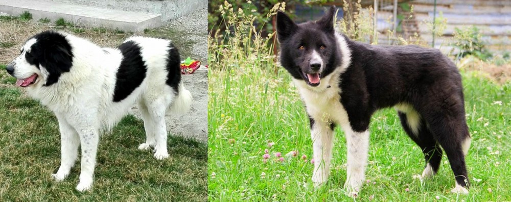 Karelian Bear Dog vs Ciobanesc de Bucovina - Breed Comparison