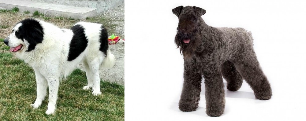 Kerry Blue Terrier vs Ciobanesc de Bucovina - Breed Comparison