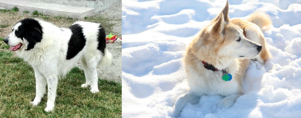 Labrador Husky vs Ciobanesc de Bucovina - Breed Comparison