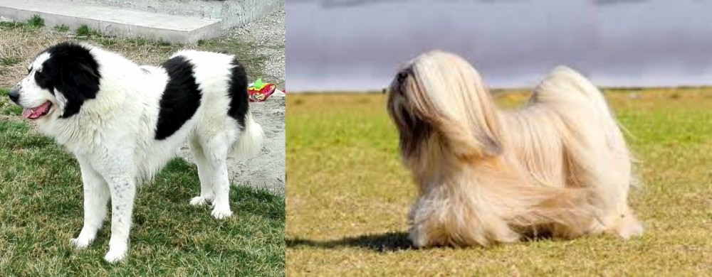 Lhasa Apso vs Ciobanesc de Bucovina - Breed Comparison
