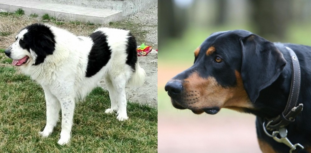 Lithuanian Hound vs Ciobanesc de Bucovina - Breed Comparison