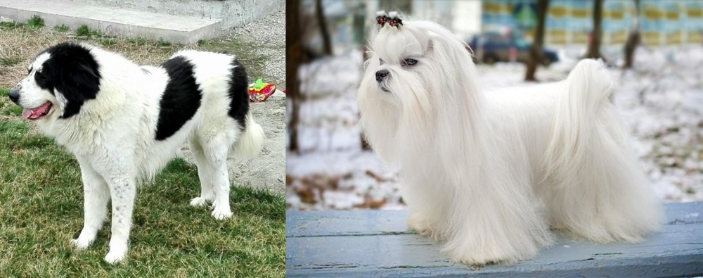 Maltese vs Ciobanesc de Bucovina - Breed Comparison