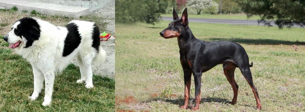 Manchester Terrier vs Ciobanesc de Bucovina - Breed Comparison