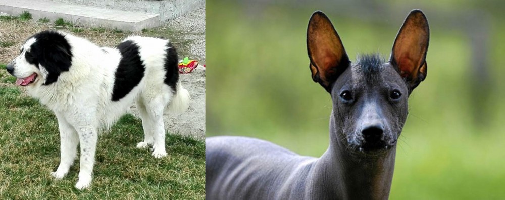 Mexican Hairless vs Ciobanesc de Bucovina - Breed Comparison